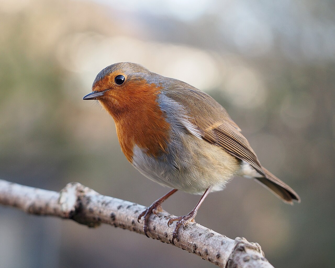 European robin. Its compass stops working inside an ordinary building on an ordinary university campus.